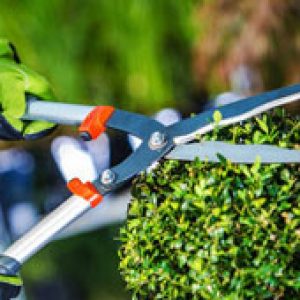 Gardening Gardening service in dubai