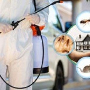 Pest Control Pest Control service in dubai
